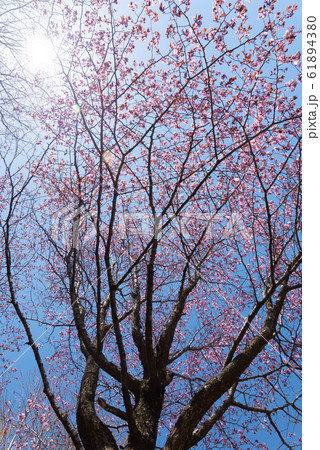 晴れた日の桜 / 北海道静内町 61894380