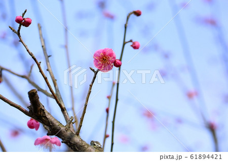 梅の花　道知辺 61894421
