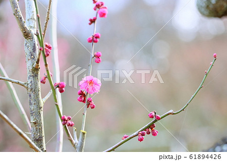 梅の花 紅梅一重 梅の花 紅梅一重 61894426
