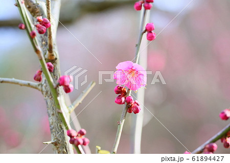 梅の花 紅梅一重 梅の花 紅梅一重 61894427