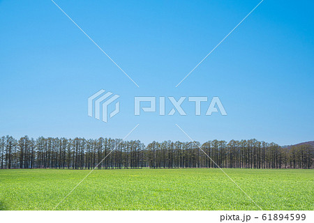 青空と防風林 / 北海道十勝地方のイメージ 61894599