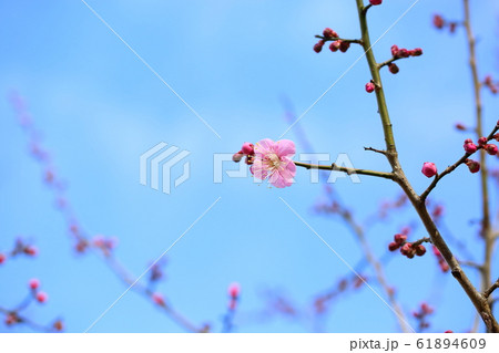 梅の花　道知辺 61894609
