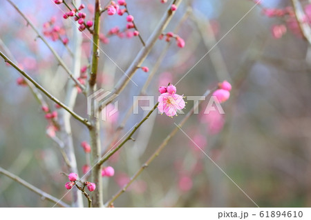 梅の花 道知辺 梅の花 道知辺 61894610