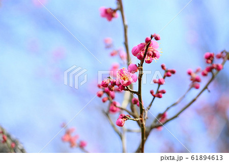 梅の花 道知辺 梅の花 道知辺 61894613