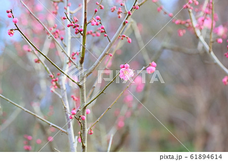 梅の花 道知辺 梅の花 道知辺 61894614
