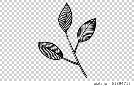 植物のイラスト 葉っぱ 葉脈 原始的なイメージのイラスト素材