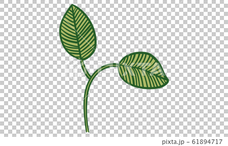 植物のイラスト 葉っぱ 葉脈 原始的なイメージのイラスト素材