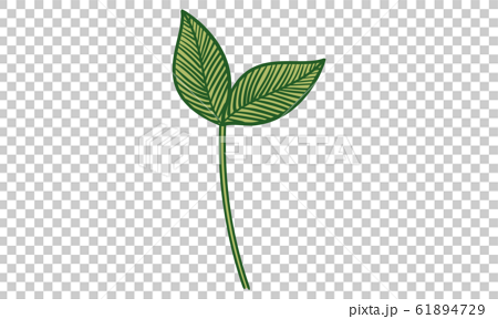 植物のイラスト 葉っぱ 葉脈 原始的なイメージのイラスト素材