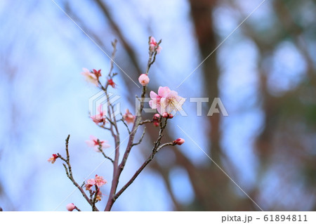 梅の花 酔月 梅の花 酔月 61894811
