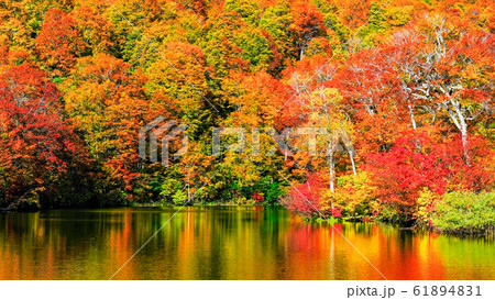 鎌池の紅葉 61894831