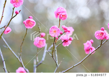 梅の花 内裏 梅の花 内裏 61894977