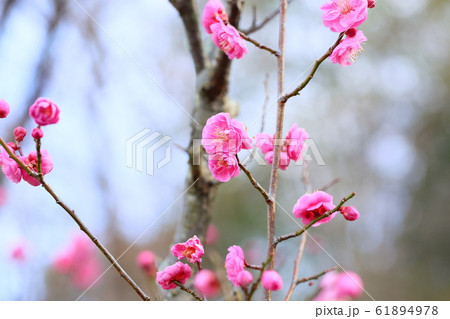 梅の花　内裏 61894978