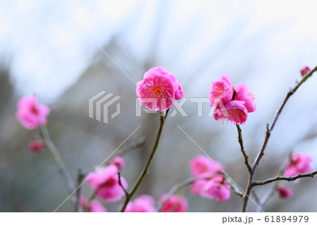 梅の花 内裏 梅の花 内裏 61894979
