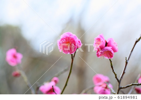 梅の花　内裏 61894981