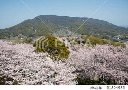 香川県の桜の名所　朝日山森林公園 61894986