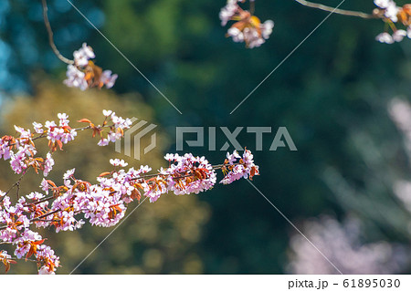 晴れた日の桜のイメージ / 北海道静内町 61895030