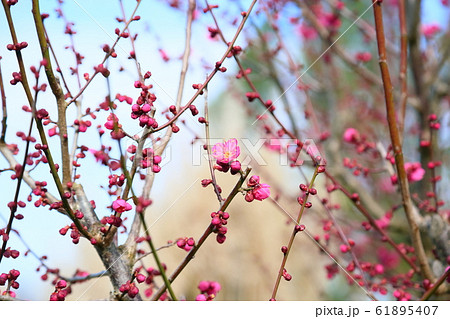 梅の花　姫千鳥 61895407