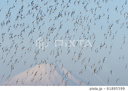 ハマシギ、ミユビシギの群飛と富士山 61895599