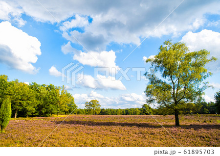 Heathland with flowering common heather Heathland with flowering common heather 61895703