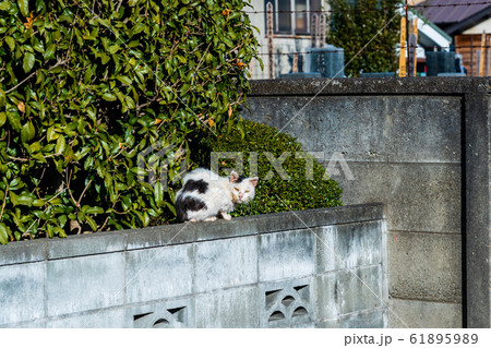 お寺に住み着いた野良猫 61895989