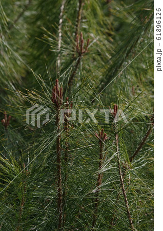 赤松の芽 61896126