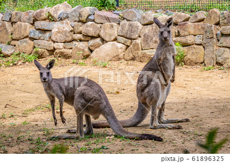 千葉県 千葉動物公園のオオカンガルーの写真素材