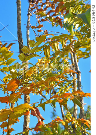 樹木：セイヨウヒイラギナンテン　メギ科 61896442