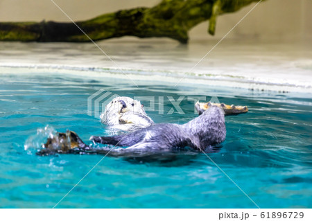 ラッコ ラッコ 61896729