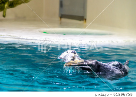 ラッコ ラッコ 61896759