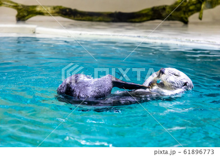 ラッコ ラッコ 61896773