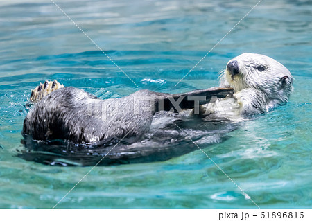 ラッコ ラッコ 61896816