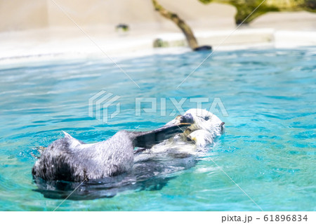 ラッコ ラッコ 61896834