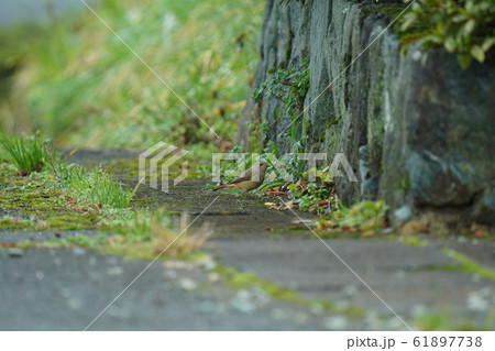 ジョウビタキ・メス・2020・一月・散歩・食事 61897738