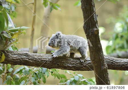コアラの赤ちゃん 61897806