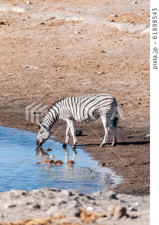 Zebras in Etosha National Park. Zebras in Etosha National Park. 61898545