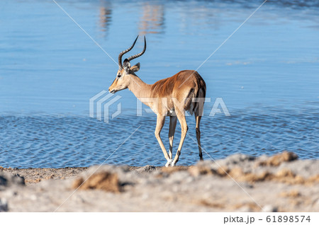 Impalas near a waterhole Impalas near a waterhole 61898574
