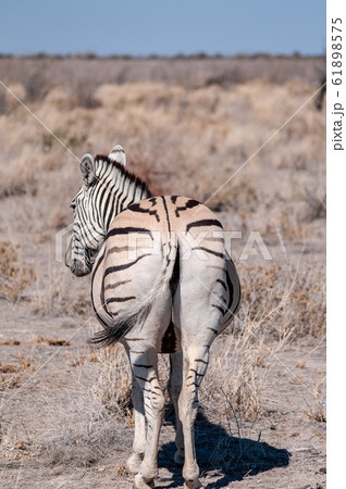 Burchell zebra -Equus quagga burchelli- Grazing on the plains of Etosha Burchell zebra -Equus quagga burchelli- Grazing on the plains of Etosha 61898575