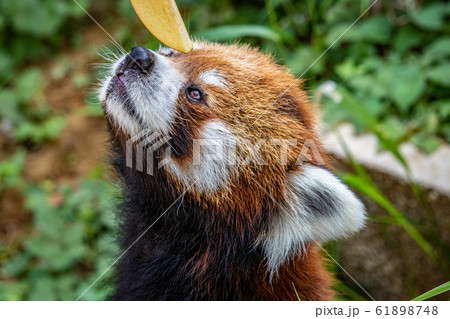 千葉県 千葉市動物公園のレッサーパンダの写真素材