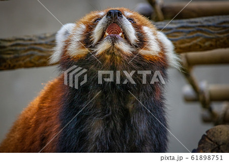 千葉県 千葉市動物公園のレッサーパンダの写真素材