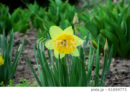 Yellow Narcissus flower growing in spring garden 61899773