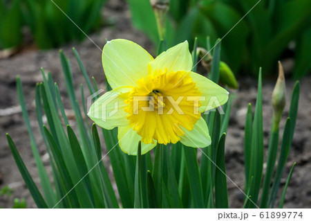 Yellow Narcissus flower growing in spring garden 61899774