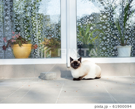 Siamese cat sitting by house near window Siamese cat sitting by house near window 61900094