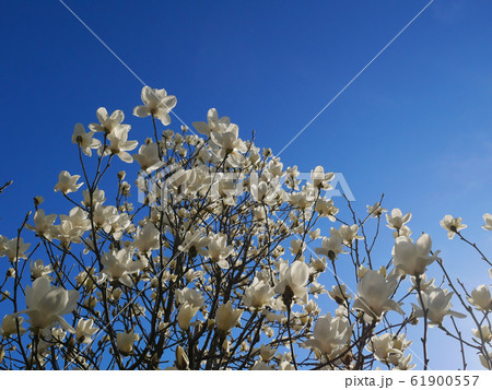 白モクレン 61900557