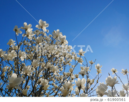 白モクレン 白モクレン 61900561