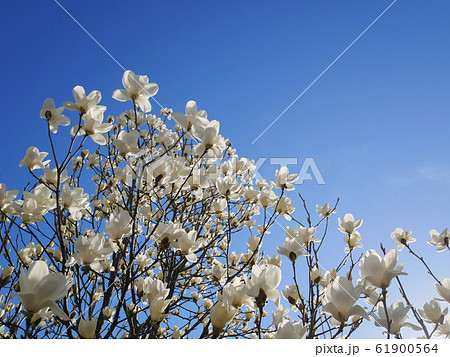 白モクレン 61900564