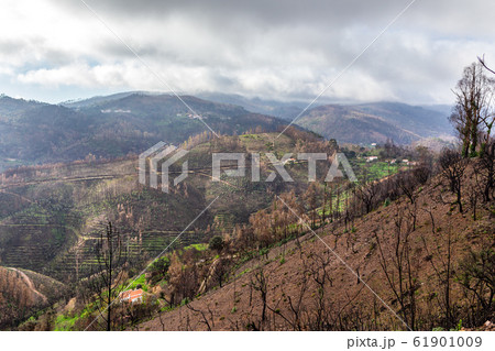 Burnt forest trees eucalyptus Monchique, Portugal, after fires. Natural disasters. 61901009