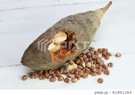 Baobab fruit, pulp and seeds Baobab fruit, pulp and seeds 61901164