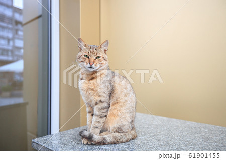 Homeless tabby cat sitting on city street Homeless tabby cat sitting on city street 61901455