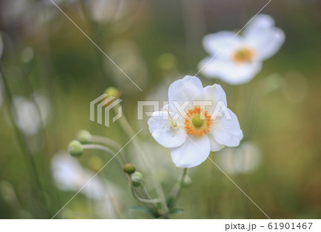 Crab spider Misumena on Anemone white flower, soft 61901467