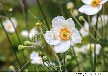 Crab spider Misumena vatia on Japanese anemone 61901468